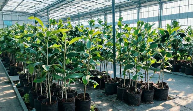 农产品收购中的常见误区与技术方案解析