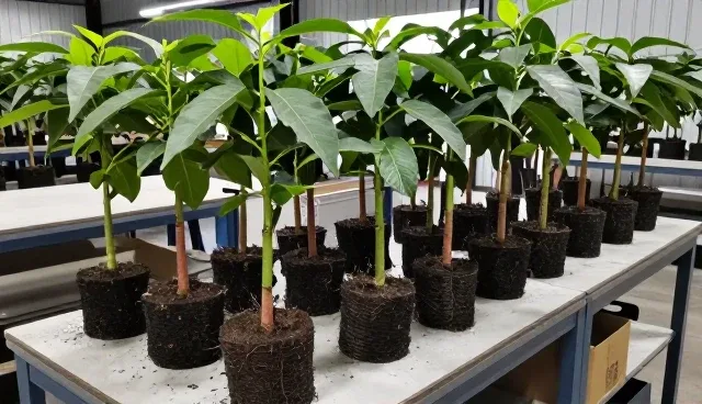 种植误区对苗木成活率的影响与应对策略